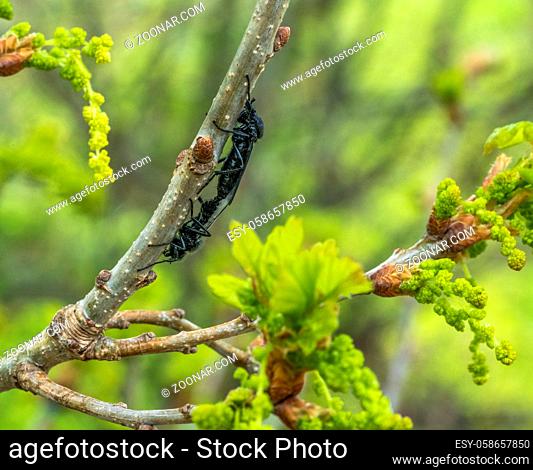 mating Hawthorn Flies at spring time in natural ambiance