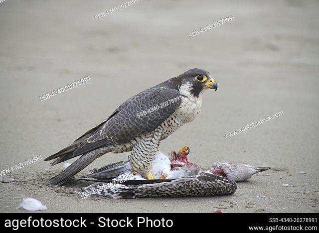 Peregrine Falcon (Falco Peregrinus), adult feeds on a seagull catch along Shi Shi Beach, Point of the Arches in summer, Olympic National Park, Washington
