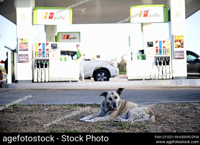 21 October 2023, Ukraine, Odessa: A street dog lies at a gas station of the operator Okko. Photo: Sebastian Gollnow/dpa. - Odessa/Ukraine