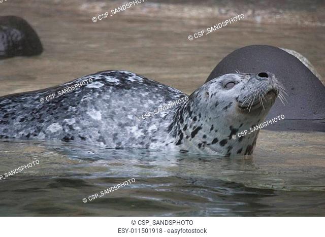 Harbor Seal. Photo taken at Point Defiance Zoo, Washington
