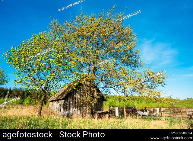 Russian Old Wooden Village House In Summer Sunny Day. Rural Landscape With Old Home Bright Blue Sky, Green Grass And Tree