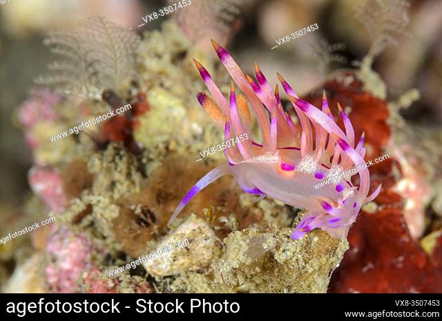 sea slug or nudibranch, Coryphellina lotos, Lembeh Strait, North Sulawesi, Indonesia, Pacific