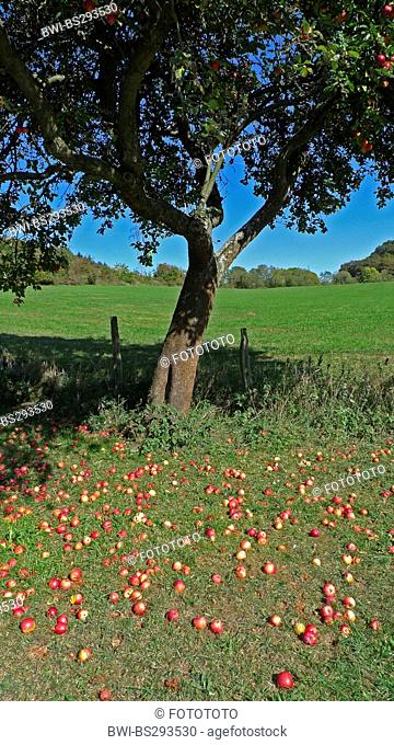 apple tree (Malus domestica), windfall under an apple tree, Germany