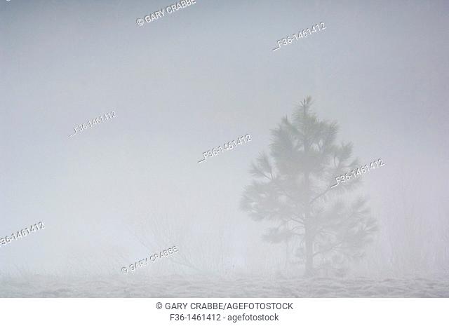 Small lone pine tree in morning mist and fog, Yosemite Valley, Yosemite National Park, California