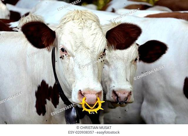 Cows with a ring in the nostrils