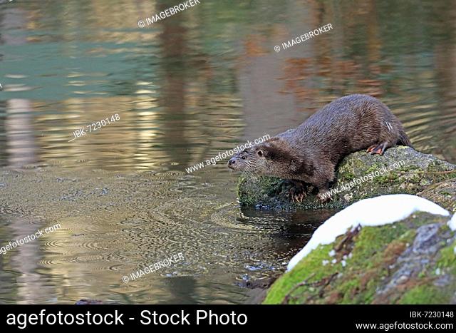 European otter (Lutra Lutra) in the snow, National Park, Bavarian Forest, Bavaria, Germany, Captive, Europe