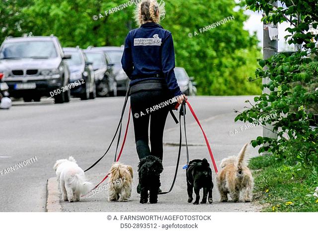 STOCKHOLM, SWEDEN Professional dog walker in neighborhood of Midsommarkransen