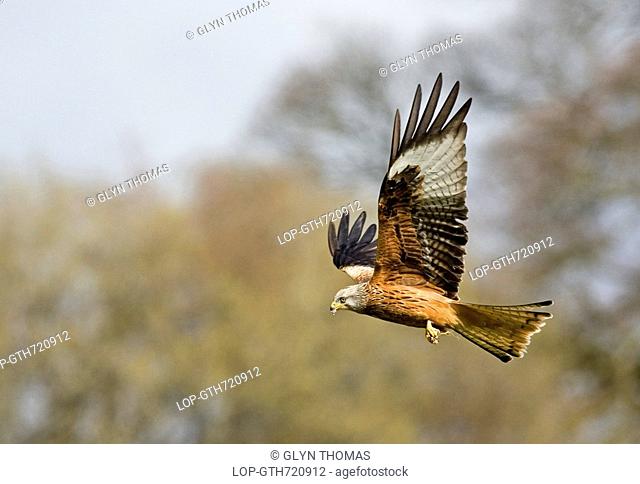 Wales, Powys, Rhayader, A Red Kite milvus milvus in flight