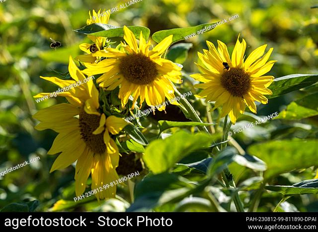 11 August 2023, Saxony, Skassa: Several sunflowers are standing on a field and are illuminated by the sun, while around them the bumblebees are looking for...