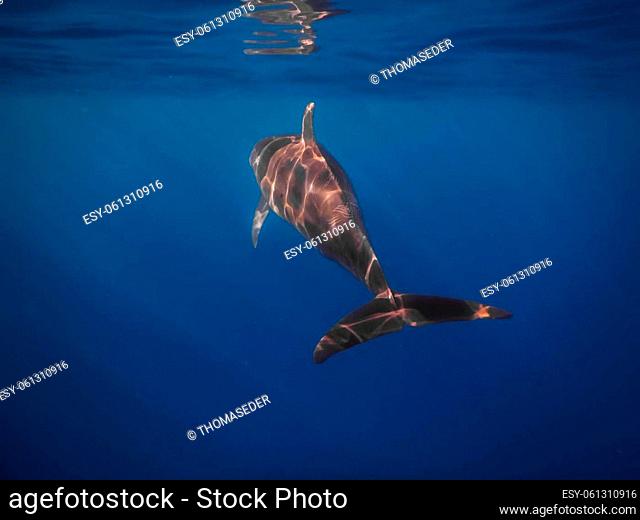 spinner dolphin swims near the surface in blue sea while diving