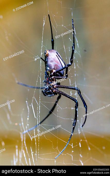 relative big spider Nephilengys livida, nephilid spider, common in human dwellings. Masoala National park, Africa, Madagascar wildlife and wilderness