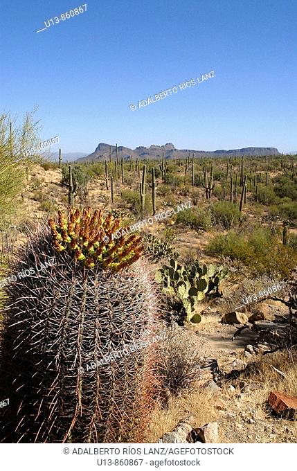Barrel Cactus Plant in the Arizona Sonoran Desert,  Signal Hill, Santa Cruz, Valley, Tucson, Arizona, United States