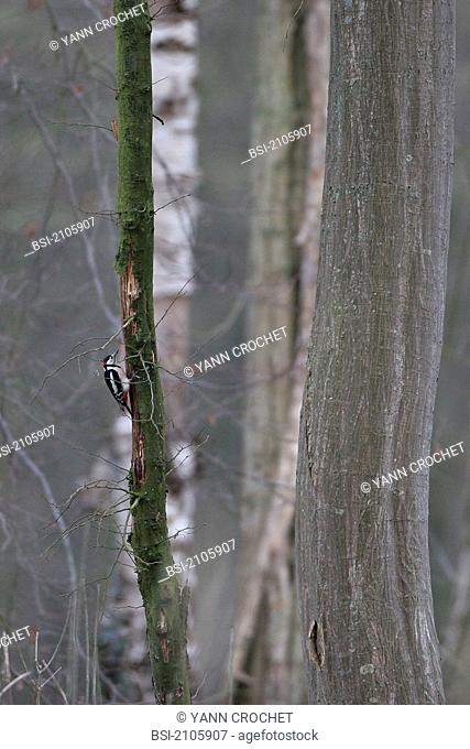 Great spotted woodpecker Great spotted woodpecker Dendrocopos major, picture taken in Picardy, France. Dendrocopos major  Great spotted woodpecker  Woodpecker...