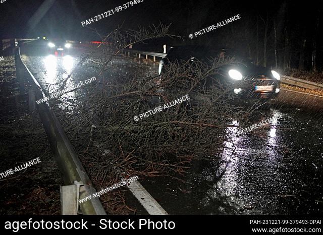 21 December 2023, Rhineland-Palatinate, Molzhain: A fallen tree lies on the carriageway of the L288 near Molzhain. Storm ""Zoltan"" caused numerous fallen trees...