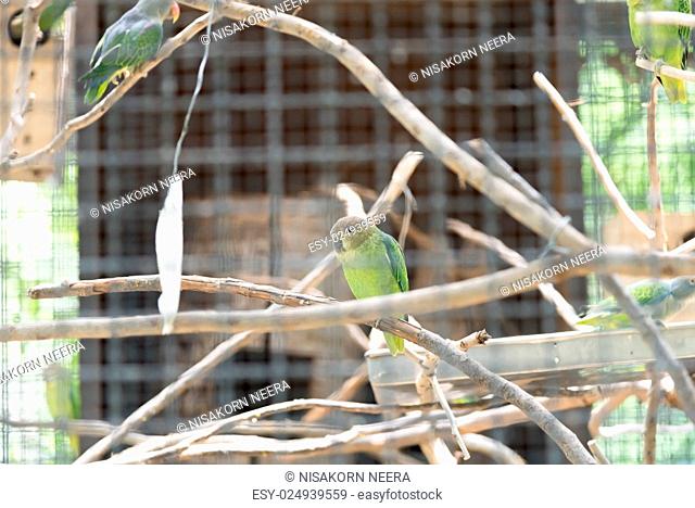 Blue-rumped Parrot in cage