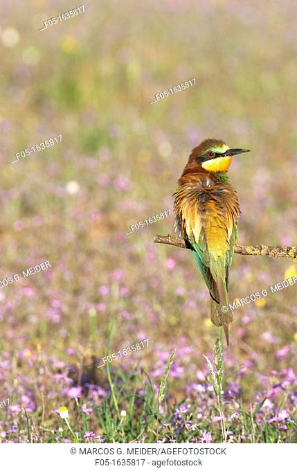 European Bee-eater Merops apiaster perched on branch in open field with flowers  Andalucia, Spain