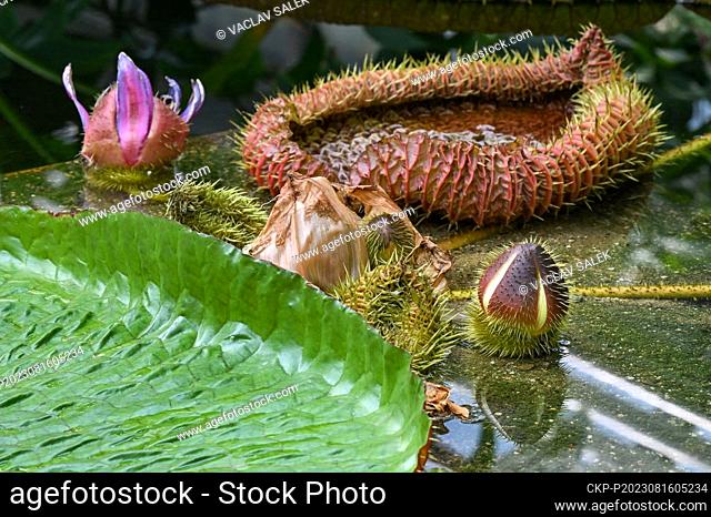 A blossom of Water Lily Victoria amazonica in the Brno Botanical Garden in Kotlarska Street, August 16, 2023. The plant is the largest species of water lilies