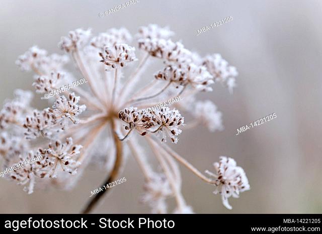 Hoar frost covers a dried up umbel of fennel, Germany, Baden-Wuerttemberg