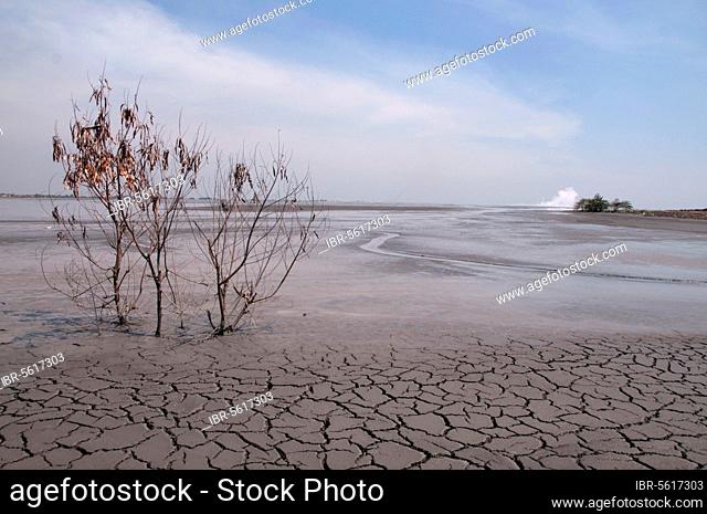 Tree canopy and dried mud in the mud lake of the mud volcano, environmental disaster that developed after a drilling incident, Porong Sidoarjo, near Surabaya