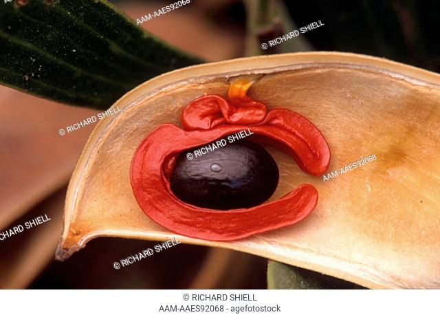 Western Coastal Wattle (Acacia cyclopsis) red aril around seed like Cyclops eye, South Coast BG, Palos Verdes, CA