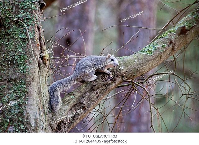 delmarva fox squirrel sciurus niger cinereus fox