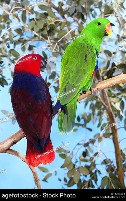 Eclectus Parrot (eclectus roratus), Male with Female on Branch
