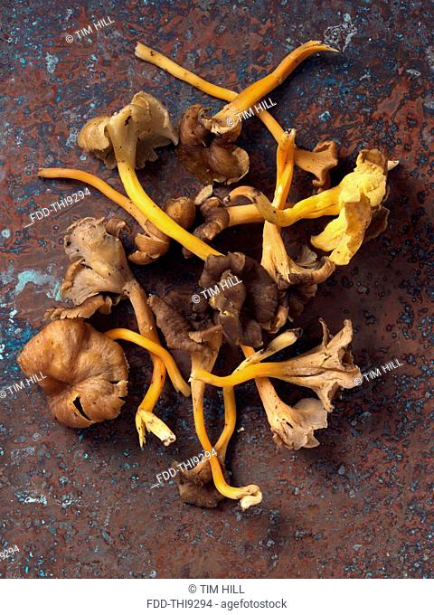 Yellow foot chantarelle wild mushrooms