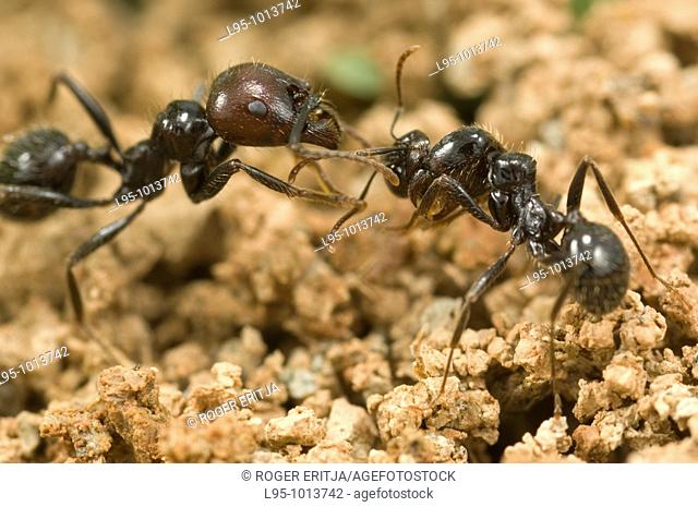 Checking process of a worker by a Messor barbarus warrior as the worker has the head of a defeated enemy ant stuck in the antenna, after a fight