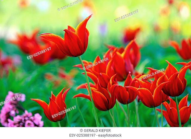 the red of the lily flowered tulip tulipa queen of sheba