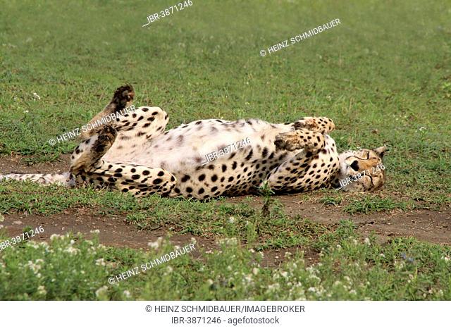 Cheetah (Acinonyx jubatus), wallows, dust bath, Serengeti, Tanzania