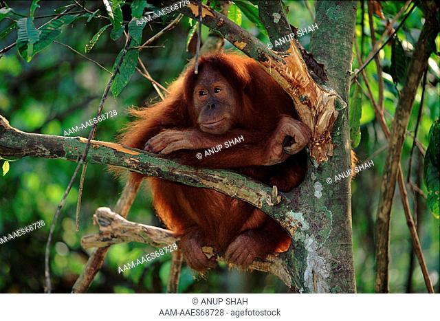 Orang utan (Pongo abelii) resting in tree, Gunung Leuser NP, Indonesia