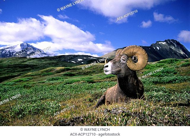 Bighorn sheep ram Ovis canadensis in summer range, Wilcox Pass, Banff National Park, Canada