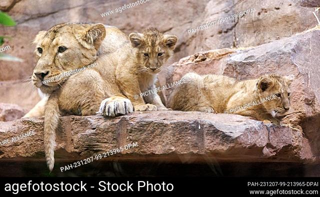 07 December 2023, Bavaria, Nuremberg: Lioness Aarany lies in her enclosure with her cubs Indica and Jadoo at Nuremberg Zoo
