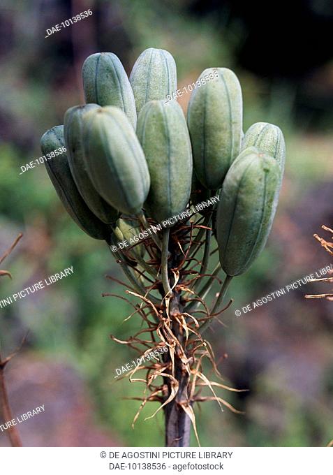 Soap aloe or Zebra aloe (Aloe saponaria), Xanthorrhoeaceae