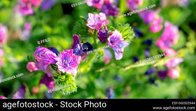 Viper's Bugloss flowers blooming on the sunny meadow. Blurred background with space for text. Echium vulgare