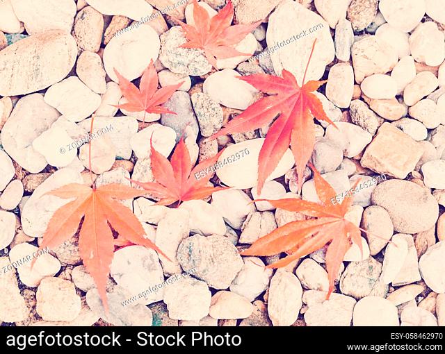composition of fall autumn Leaves over pebbles background