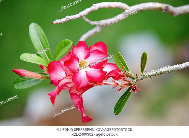 The desert rose flowers. Scientific name: Adenium obesum. Mui Ne, Binh Thuan Province, Vietnam