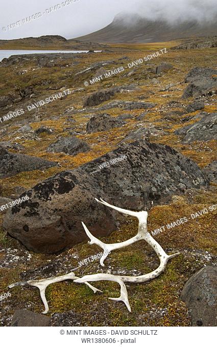 Antlers on the moss covered rocks in Svalbard, Norway