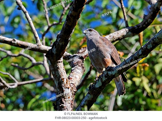 Ridgway's Hawk (Buteo ridgwayi) adult male, perched on branch, Los Haitises N.P., Dominican Republic, January