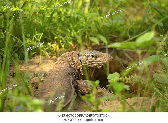 Bengal monitor, Varanus bengalensis, Jhalana, Rajasthan, India. This is found widely distributed over the Indian Subcontinent