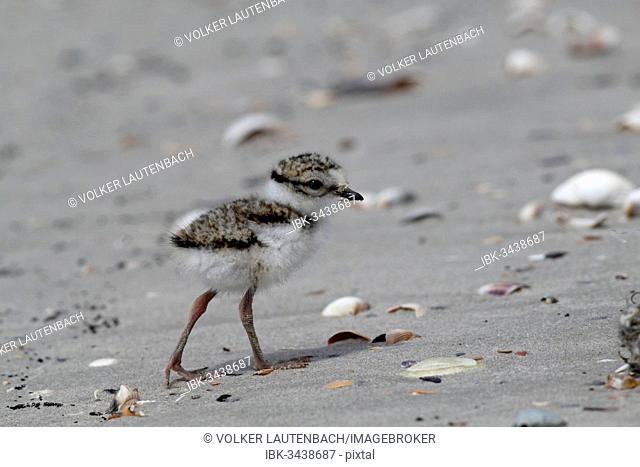 Common Ringed Plover or Ringed Plover (Charadrius hiaticula), chick, East Frisian Islands, East Frisia, Lower Saxony, Germany