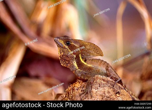 Common Basilisk, Basilicus basiliscus, Cortytophanidae, reptile, animal, Tortuguero, Costa Rica