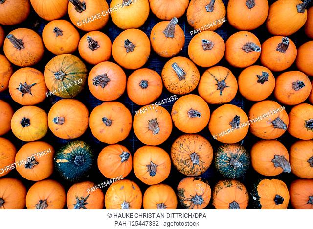 Several small pumpkins at a stall in Wardenburg (Germany), 09 October 2019. | usage worldwide. - Wardenburg/Niedersachsen/Germany