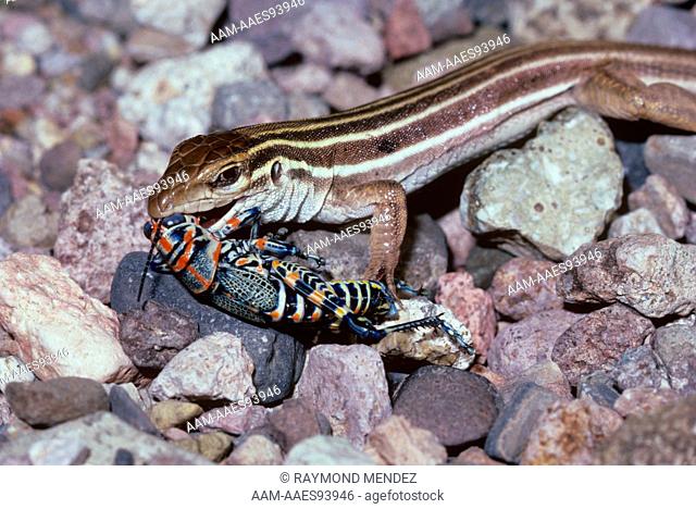 Desert Grassland Whiptail (Cnemidophorus uniparens) Portal, AZ