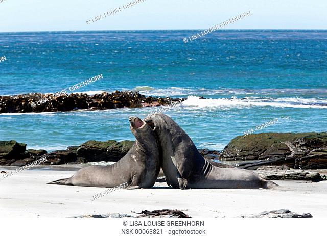 Elephant Seal (Mirounga leonina) young displaying and fighting for dominance on beach, Falkland Islands, Sea Lion Island