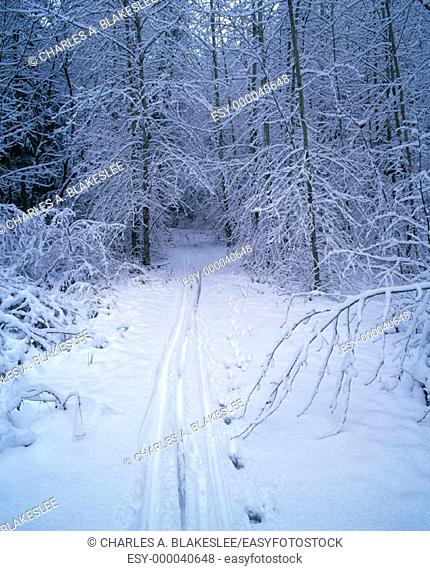 Cross country sky tracks on snow covered woodland trail. Fidalgo Island. Skagit County. Washington. USA