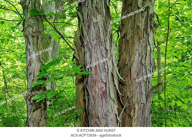 Shagbark Hickory (Carya ovata) in Carolinian Forest. Ruthven Park National Historic Site, Ontario. Canada