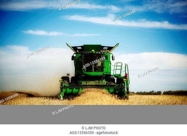 A farmer harvesting canola with a combine on a swathed field; Legal, Alberta, Canada