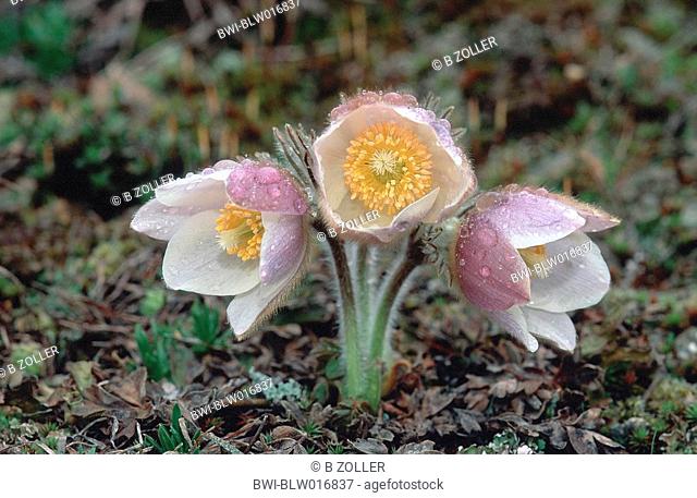 spring anemone, pasque flower Pulsatilla vernalis, Mai 97