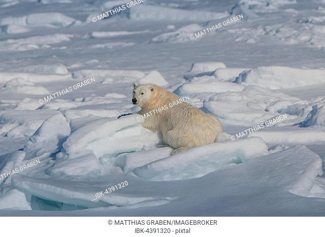 Polar bear (Ursus maritimus) resting on ice, Spitsbergen, Norway